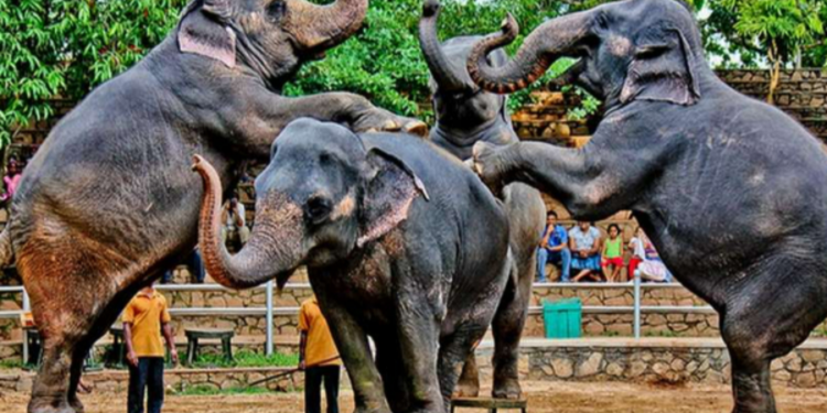 நத்தார் பண்டிகையை முன்னிட்டு இலங்கை மக்களுக்கு கிடைக்கும் விசேட சலுகை!