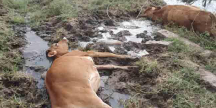 வவுனியா, பூம்புகார் பகுதியில் நீரில் நஞ்சு கலக்கப்பட்டமையால் 15 மாடுகள் உயிரிழப்பு!