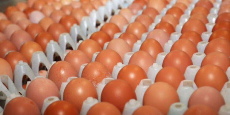 முட்டை விலை தொடர்பில் மேற்கொள்ளப்பட்ட புதிய தீர்மானம்!