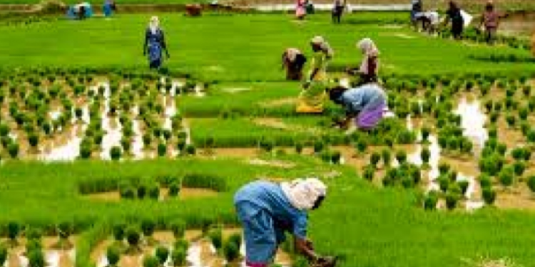 பெரும்போக செய்கையில் பாதிக்கப்பட்ட விவசாயிகளுக்கு இழப்பீடு வழங்க தீர்மானம்!