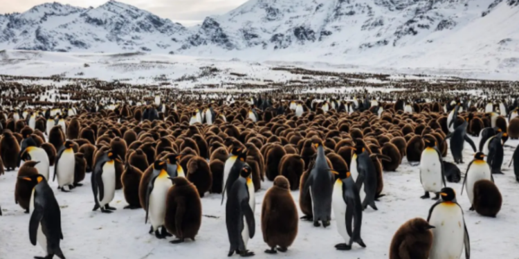 தற்போதைய காலநிலையில் டைனோசர் பென்குயின்கள் போன்ற உயிரினங்கள் அழியும் அபாயம்!