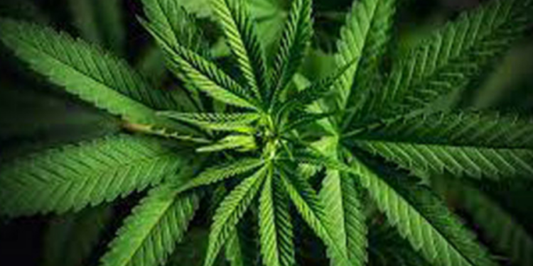 திருகோணமலையில் இரகசியமாக கஞ்சா செடி வளர்த்த நபர் கைது!