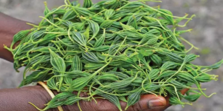 நீரிழிவு நோயை கட்டுப்படுத்தும் அதலைக்காய்