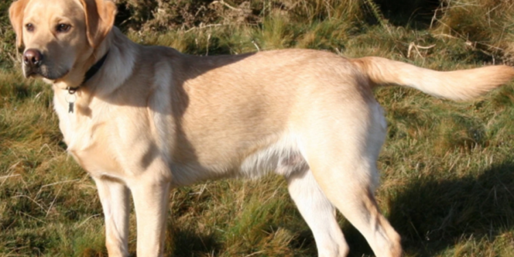 யாழில் சிசுவின் சடலத்தை நாய் உண்ட நிலையில் மீட்க்கப்பட்டுள்ளது!