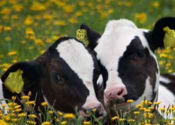 கிளிநொச்சியில் பசு மாடுகளை திருடிய திருடர்கள்