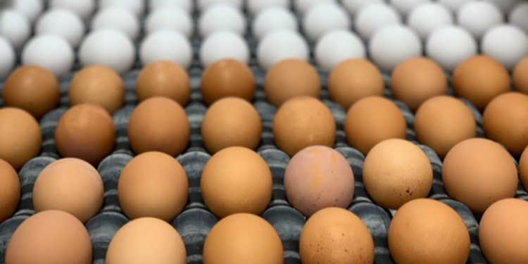 இலங்கைக்கு இறக்குமதியாக இருக்கும் முட்டைகள்