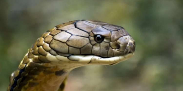 பாம்புடன் செல்பி எடுக்க ஆசைப்பட்டவருக்கு நேர்ந்த கதி!