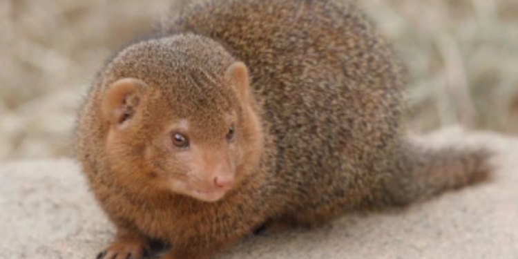 கீரி கடித்ததில் வர்த்தகர் ஒருவர் உயிரிழப்பு!