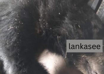 முல்லைத்தீவு பகுதியில் விபத்தில் சிக்கிய கரடி ஒன்று உயிரிழப்பு!