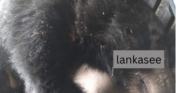 முல்லைத்தீவு பகுதியில் விபத்தில் சிக்கிய கரடி ஒன்று உயிரிழப்பு!