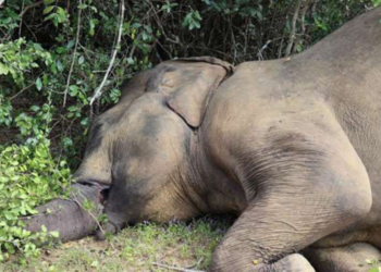 முல்லைத்தீவு பகுதியில் யானை ஒன்றின் சடலம் மீட்பு!