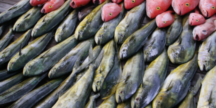 மீன்களின் விலை தொடர்பில் வெளியாகியுள்ள தகவல்