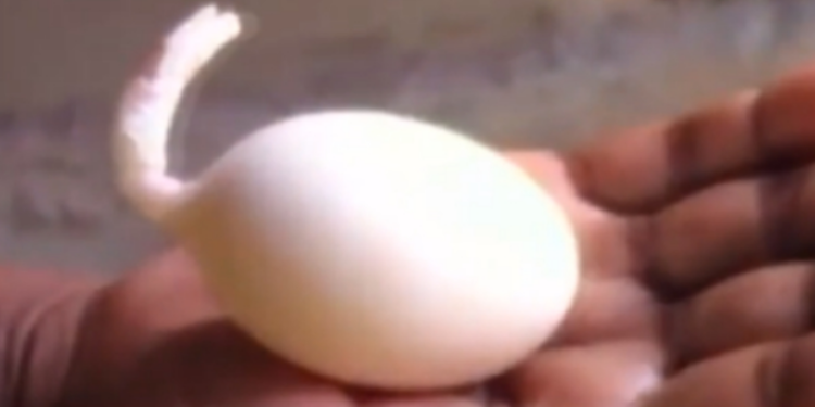 இலங்கையில் விசித்திர முட்டையிட்ட கோழி