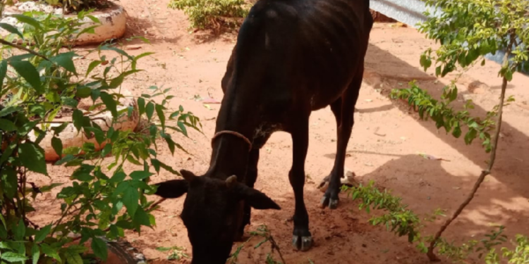 யாழில் இருந்து கொழும்பிற்கு சட்டவிரோதமாக மாடுகளை கடத்திய மூவர் கைது!