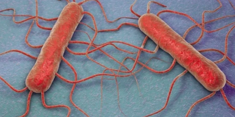 லிஸ்திரியா நோய் தொற்று குறித்து விடுக்கப்பட்டுள்ள அறிவித்தல்!