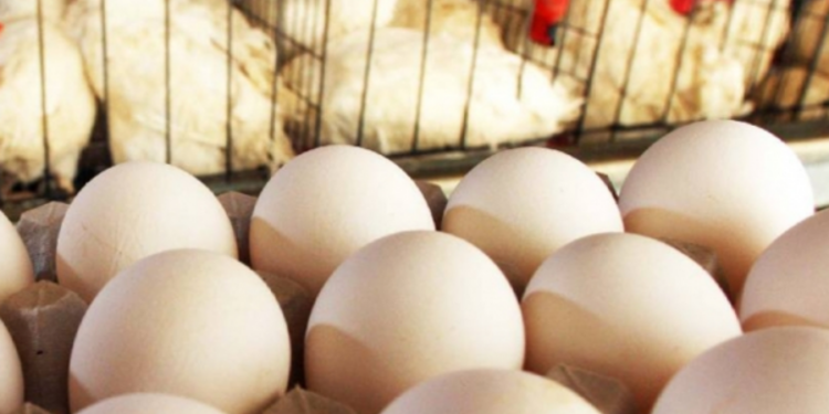 கோழி இறைச்சி மற்றும் முட்டையின் விலை அதிகரிப்பு!