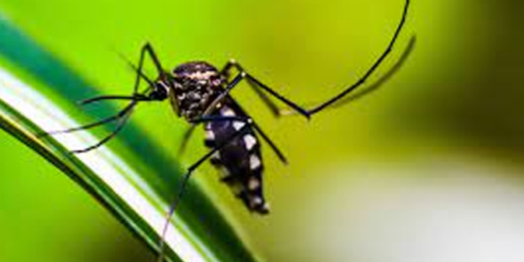 டெங்கு நோயாளர்களின் எண்ணிக்கை அதிகரிப்பு!