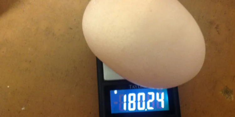 எதிர்காலத்தில் எடையின் அடிப்படையில்  முட்டை விற்பனை செய்ய தீர்மானம்!