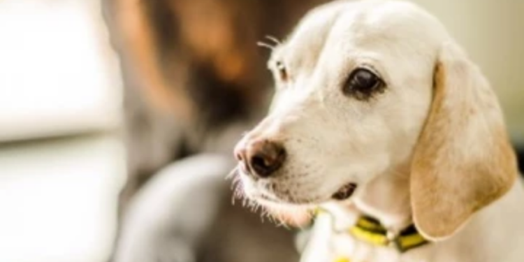 உயிரிழந்த இளைஞனின் உடலை பாதுகாத்த நாய்