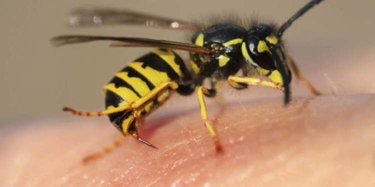 குழவிக்கொட்டுக்கு இலக்கான 11 பேர் வைத்தியசாலையில் அனுமதி