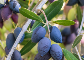 யாழ் மக்களுக்கு விடுக்கப்பட்டுள்ள எச்சரிக்கை!