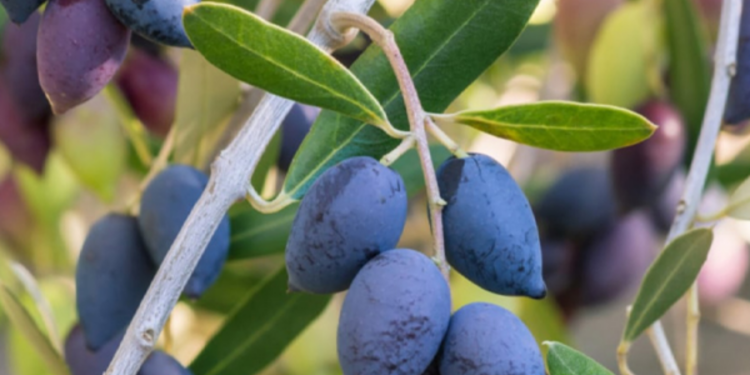 யாழ் மக்களுக்கு விடுக்கப்பட்டுள்ள எச்சரிக்கை!