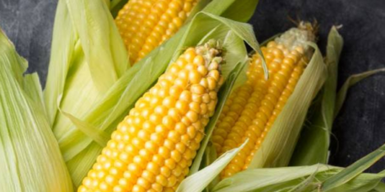 சோளம் தொடர்பில் அரசு மேற்கொண்டுள்ள தீர்மானம்!