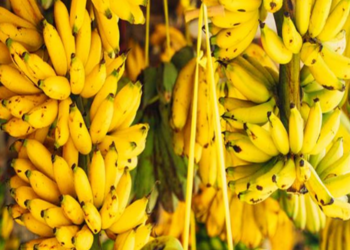 ஏற்றுமதிக்கு தயாராகும் யாழ் வாழைப்பழம்