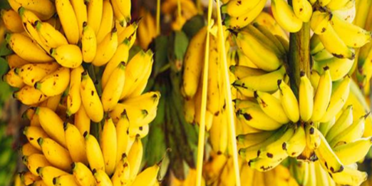 ஏற்றுமதிக்கு தயாராகும் யாழ் வாழைப்பழம்