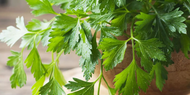 கிட்னியை சுத்தம் செய்ய உதவும் கொத்தமல்லி