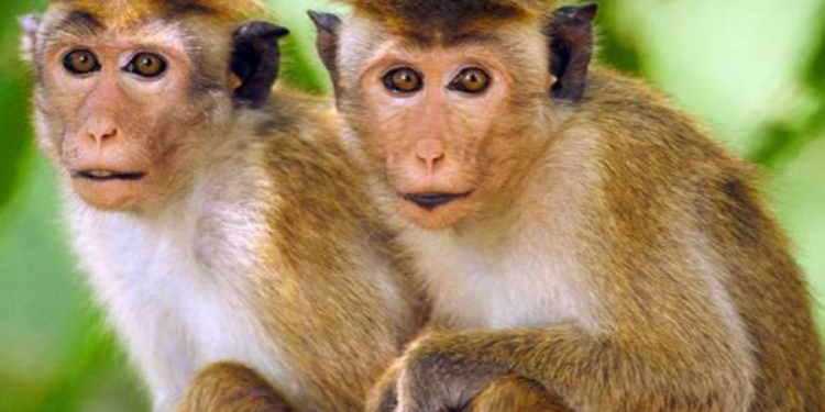 இலங்கையில் இருந்து குரங்குகளை சீனாவுக்கு அனுப்ப தீர்மானம்