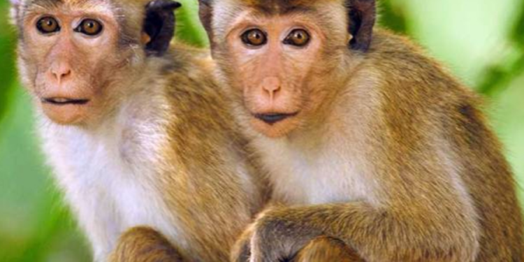 இலங்கையில் இருந்து சீனாவுக்கு அனுப்பப்படும் குரங்குகள் தொடர்பில் வெளியாகியுள்ள மற்றுமோர் செய்தி