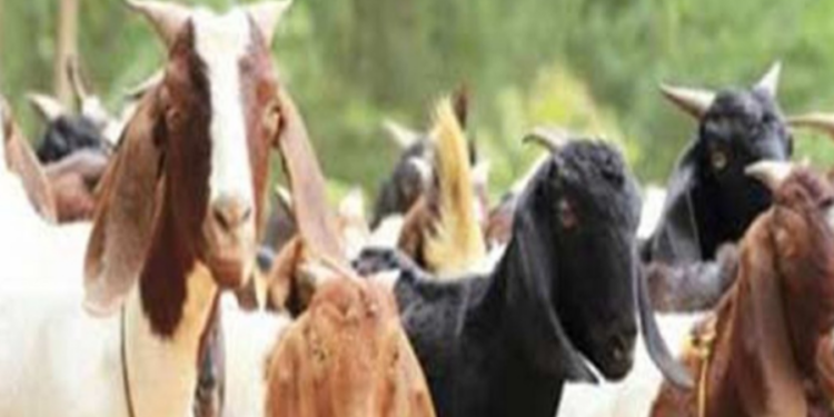 இளைஞர்களுக்கு இலவச ஆடு வழங்க ஜோசனை செய்யும் அரசு!