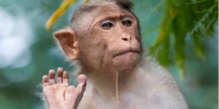 குரங்கு ஏற்றுமதியிலுள்ள சதித்திட்டம் தொடர்பில் வெளியாகியுள்ள செய்தி