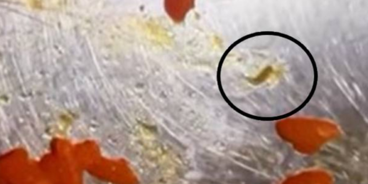 யாழ் பிரபல சைவ உணவகத்தில் புழுக்கள்