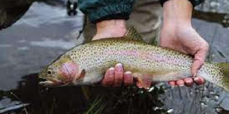 கனடாவில் மீன் பிடியில் ஈடுபட்டவருக்கு அபராதம் விதிப்பு!