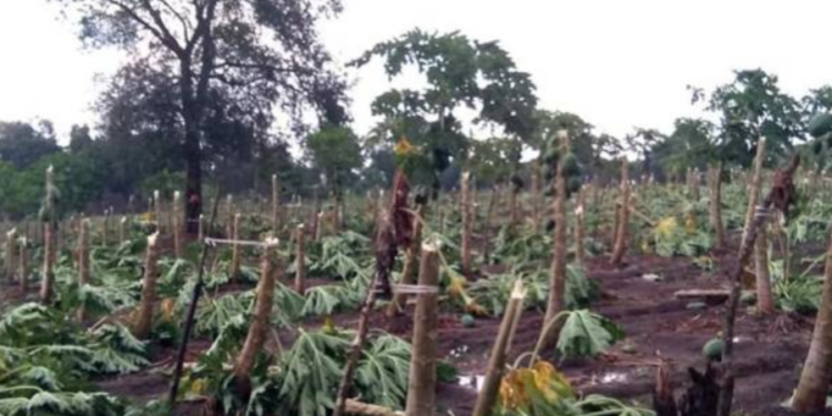 வவுனியாவில் கடும் காற்றால் சேதமடைந்த பப்பாசி மரங்கள்