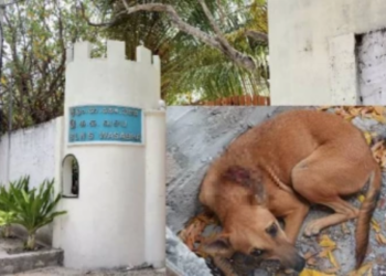 நெடுந்தீவு கொலை சம்பவத்தில் வெட்டு காயங்களுடன் உயிர் தப்பிய நாய்!