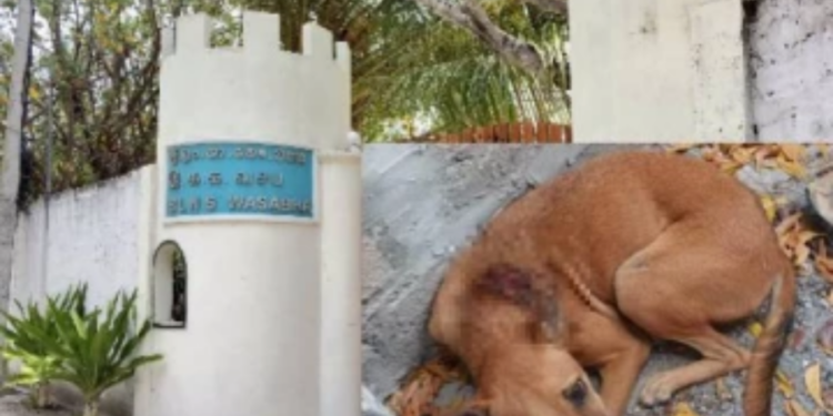 நெடுந்தீவு கொலை சம்பவத்தில் வெட்டு காயங்களுடன் உயிர் தப்பிய நாய்!