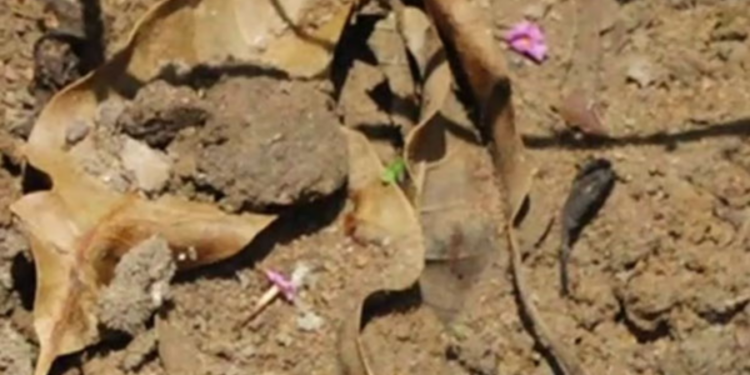 கிளிநொச்சியில் அத்திவாரம் தோண்டும் பகுதியில் இருந்து வெடிகுண்டு மீட்பு!