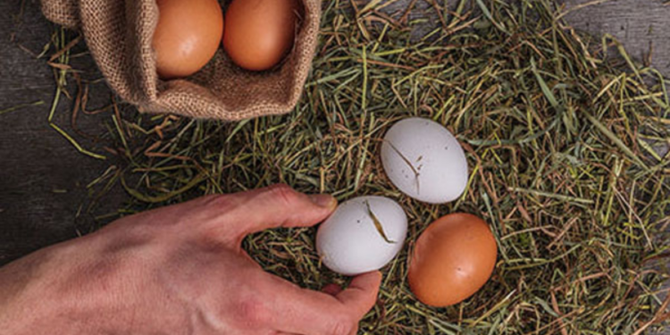 முட்டை மற்றும் கோழி இறைச்சியின் விலை குறைப்பு!