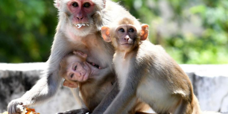 இலங்கை குரங்குகள் ஏற்றுமதிக்கான காரணத்தை வெளியிட்ட சீனா!