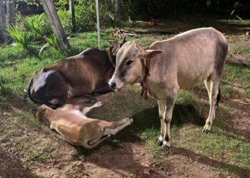 மட்டக்களப்பு ஆலயம் முன்பாக கண்ணீருடன் நிற்கும் கன்றுக்குட்டி