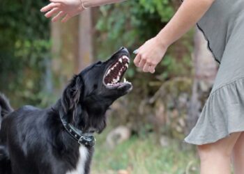 யாழில் சிங்கள மாணவியின் அந்தரங்க உறுப்பில் கடித்த நாய்