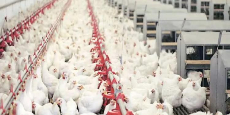 புறயிலர் கோழி தொடர்பில் மருத்துவர் வெளியிட்டுள்ள செய்தி!