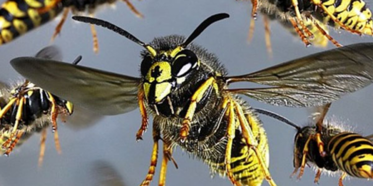 தேயிலை கொழுந்து பறித்த பெண் தொழிலார்கள் மீது குளவி கொட்டு!