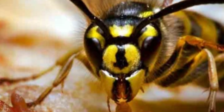 யாழில் குழவிக் கொட்டுக்கு இலக்கான குடும்ப பெண் உயிரிழப்பு!