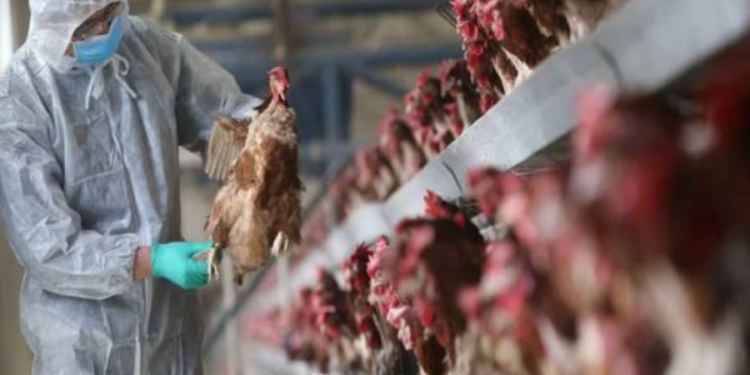 பிரித்தானியாவில் இருவருக்கு பறவைக் காய்ச்சல்