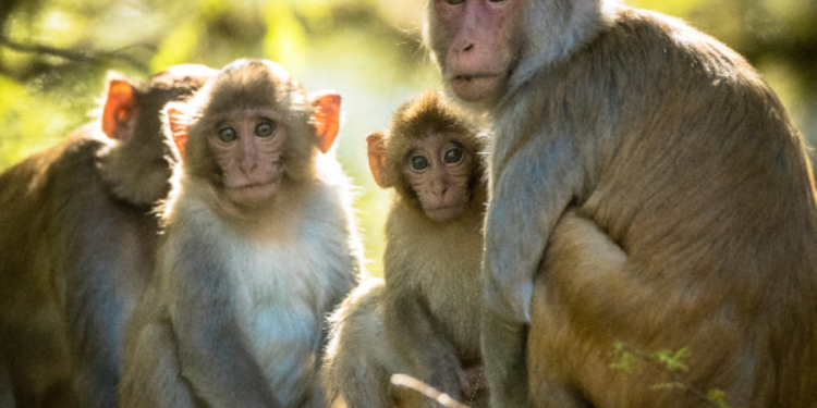 சர்ச்சையை ஏற்ப்படுத்திய குரங்கு ஏற்றுமதி தொடர்பில் நீதிமன்றம் பிறப்பித்துள்ள உத்தரவு!