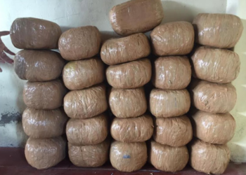 யாழ் காட்டுப்பகுதியில் கஞ்சா மீட்பு!